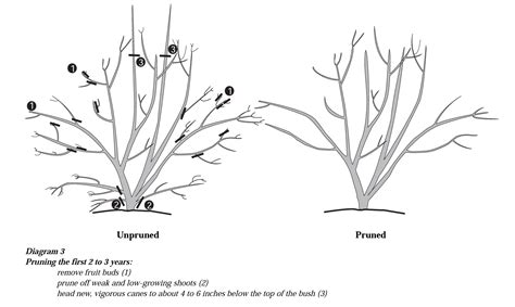 How to Prune Blueberry Bushes - Food Gardening Network