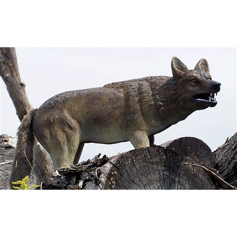 Expedite® Creepin' Coyote Decoy - 128074, Decoys at Sportsman's Guide