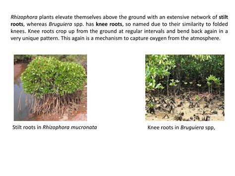 PPT - Mangrove Adaptations PowerPoint Presentation, free download - ID ...