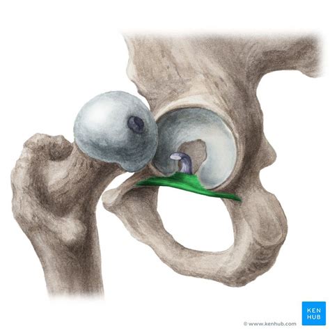 Hip joint | Human anatomy and physiology, Hip anatomy, Human body anatomy