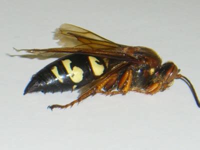 Cicada Killer - UF/IFAS Extension Pinellas County