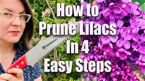 How to Prune Lilacs in 4 Easy Steps - YouTube