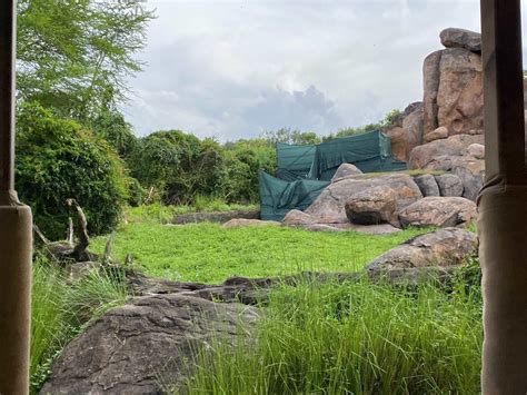 PHOTOS: Lions Gone From Kilimanjaro Safaris During Refurbishment at ...