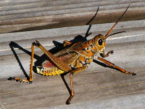 Types of Grasshoppers With Pictures and Information - Green Nature