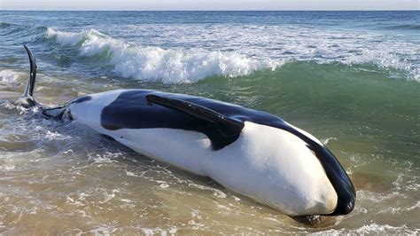 First orca whale to beach in southeast U.S. in decades showed signs of ...