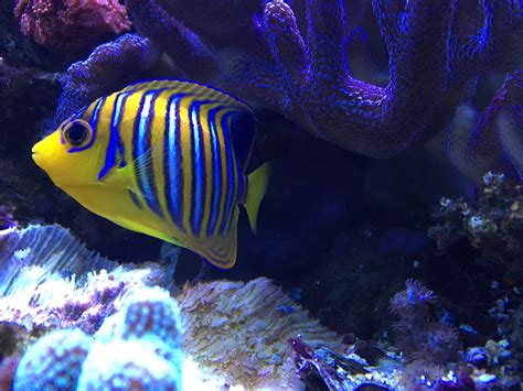 Looking for a reef safe angelfish | Reef2Reef