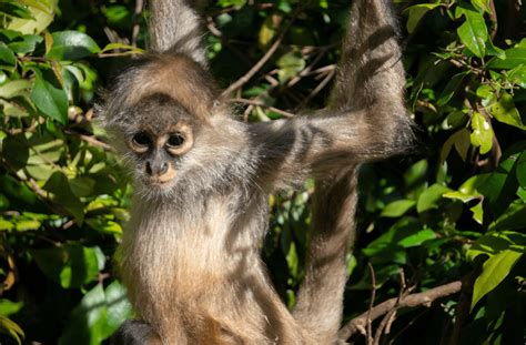 Living In The Canopy - 15 Arboreal Animals That Call the Treetops Home ...