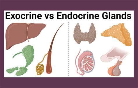 Endocrine and Exocrine Glands: Definition, Differences, and Importance