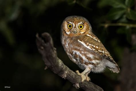 Most Photographed Elf Owl ever? | BirdForum