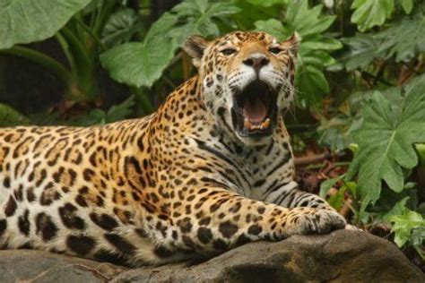 jaguar Animals | Amazing Facts & Latest Pictures | Animals Lover