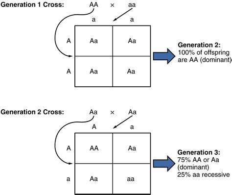 X Linked Dominant Punnett Square