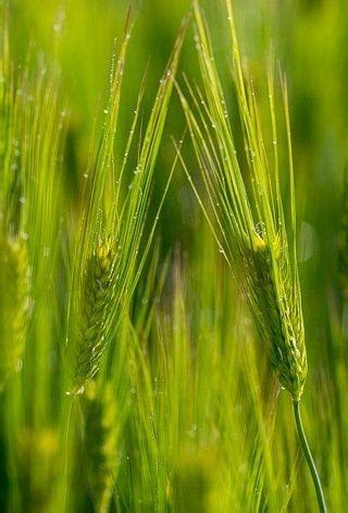 Agronomic Crops: Information and Resources | Penn State Extension