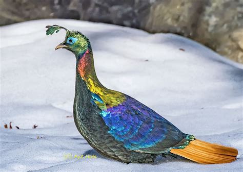 This stunningly iridescent and rainbow-like member of the pheasant ...