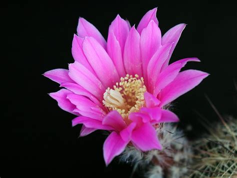 Free picture: cactus, flower, blooming