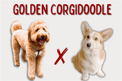 Corgi Goldendoodle Mix: A Short and Fluffy Breed Guide