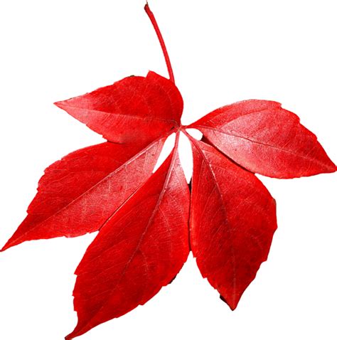 Red leaves clipart - Clipground