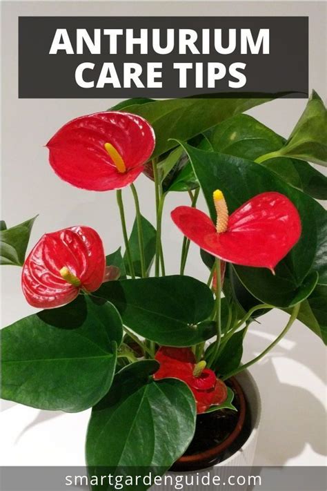 Anthurium care tips. Grow this stunning houseplant at home. Learn more ...