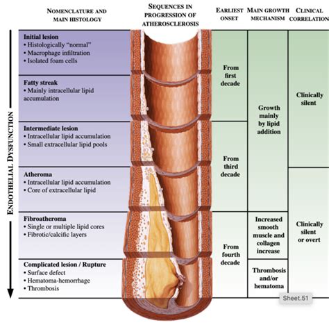 Atherosclerosis - Physiopedia