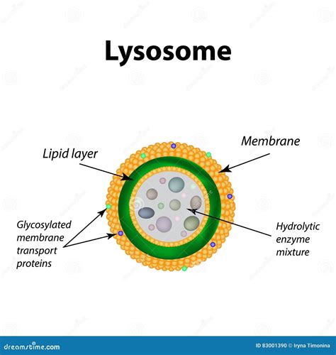 Structure Of Lysosomes. Infographics. Vector Illustration On Isolated ...