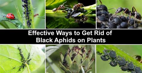 Black Aphids on Plants: Effective Ways to Kill Aphids on Indoor and ...