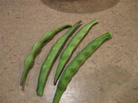 Growing Food in Florida: More cowpea uses