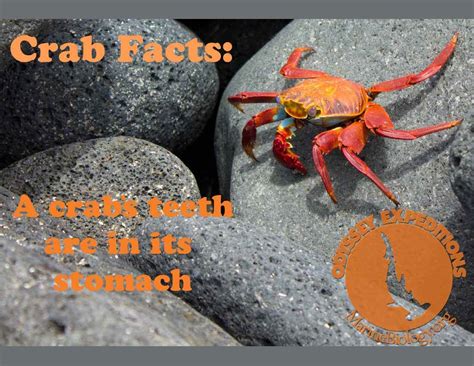 Facts_Crab | Marine Biology Learning Center