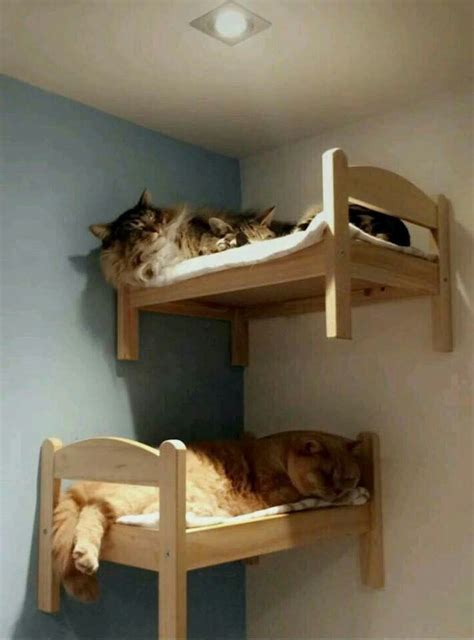 cat maze bed frame diy - Xiomara Lau