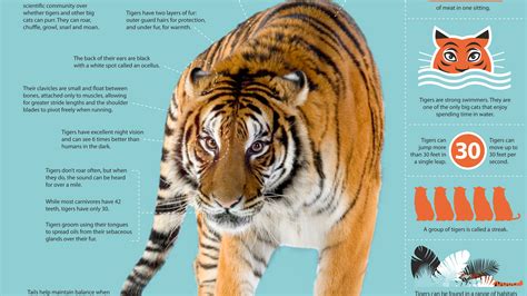 Siberian Tiger Quest | Tiger Fact Sheet | Nature | PBS