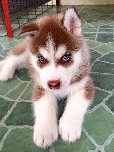 The 25+ best Red husky puppies ideas on Pinterest