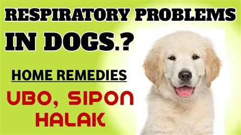 GAMOT SA UBO, SIPON, HALAK NG ASO || CANINE RESPIRATORY INFECTIONS IN ...