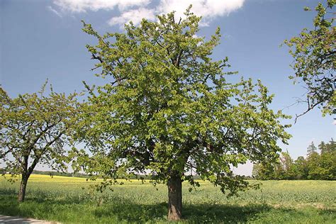 Temperate Climate Permaculture: Permaculture Plants: Cherry, Sweet