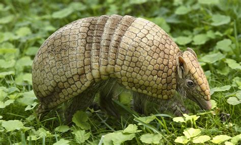 La Plata three-banded armadillo | Smithsonian's National Zoo and ...