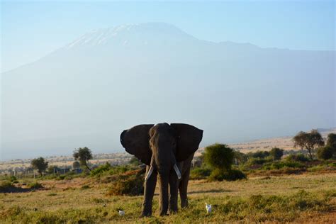 Mt Kilimanjaro at sunrise | Sunrise, Natural landmarks, Kilimanjaro