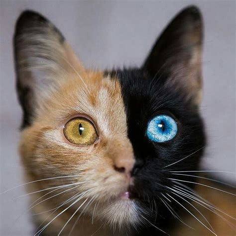 Chimera Cat : r/woahdude