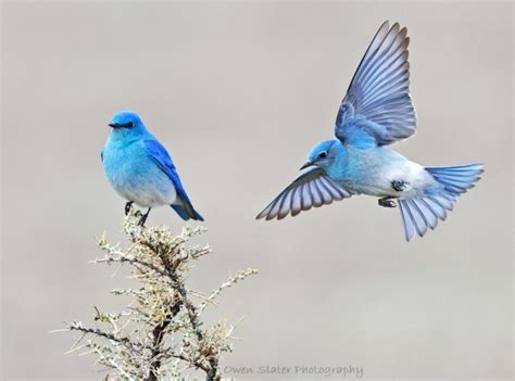 Mountain bluebird | Owen Slater Photography