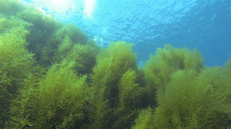 Underwater landscaping: Foster Scholar Lindsay Marks removes invasive ...