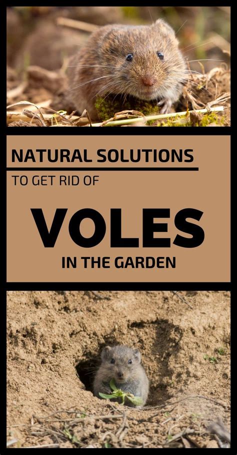 Natural Solutions To Get Rid Of Voles In The Garden | Voles in the ...