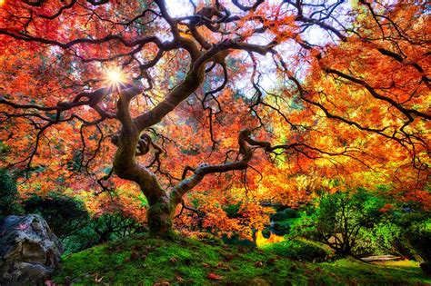 When And Where To View Fall Foliage In Portland, Oregon