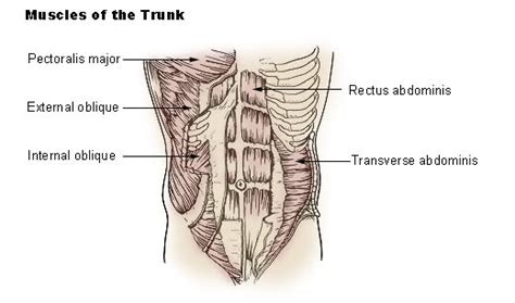 File:Illu trunk muscles.jpg - Wikipedia