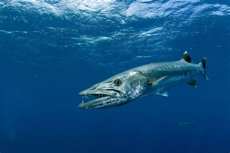 8 Fascinating Facts About Barracuda