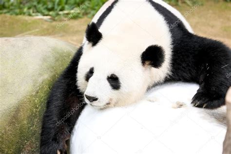 Giant Panda Bear Sleeping — Stock Photo © oqba #120440746