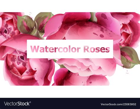 Pink roses watercolor background Royalty Free Vector Image