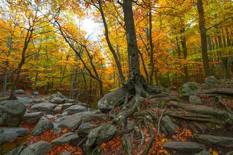 Premium Photo | Beech forest in autumn