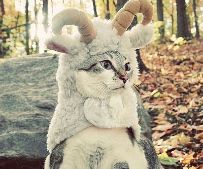 Sheep Pet Costume