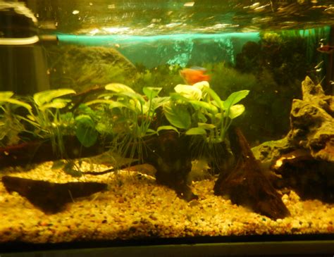 15 gallon/65 litre Dwarf Gourami Tank - ZooChat