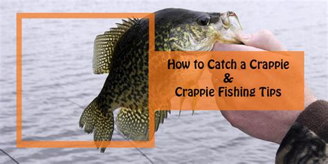 Crappie Fishing Tips | How to Catch a Crappie