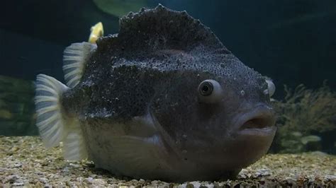 Fun Lumpfish Facts For Kids | Kidadl