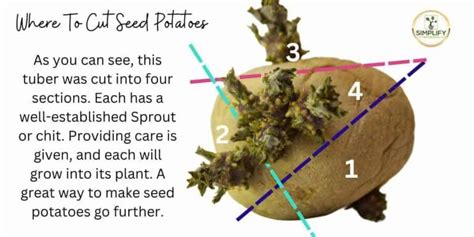 Maximize Potato Crops: The Truth About Cutting Seed Potatoes - Simplify ...