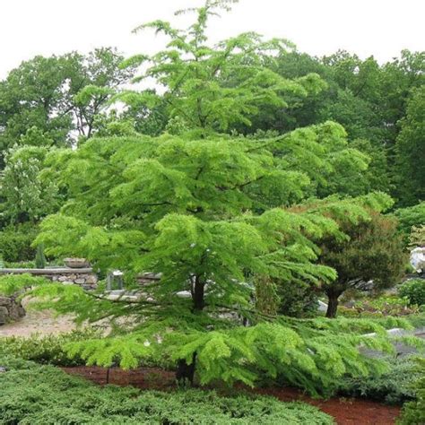 Buy Golden Larch (Pseudolarix Amabilis) 6 seeds online :: Seeds ...