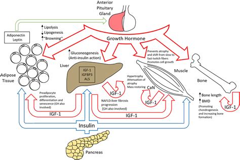 Human Growth Hormone Production Process - Growth Hormone Therapy The ...